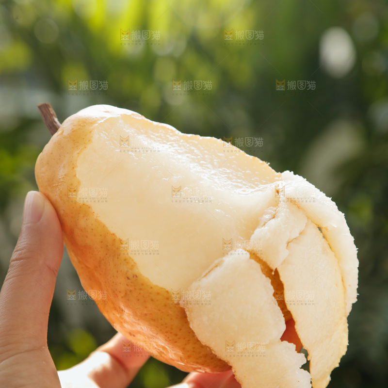 手里拿的丑梨