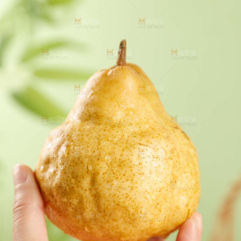 浅底上的丑梨