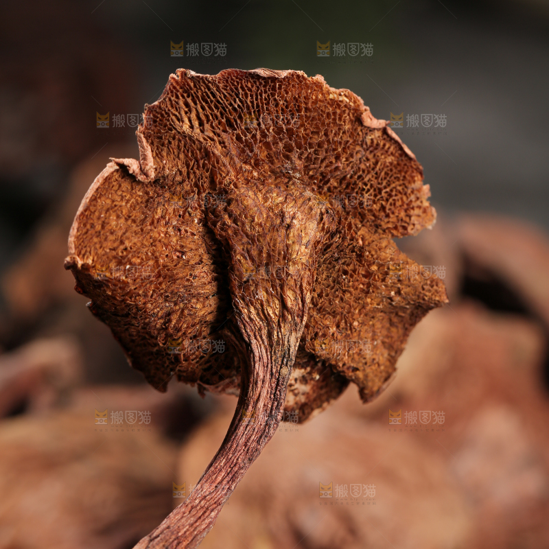 牛肝菌