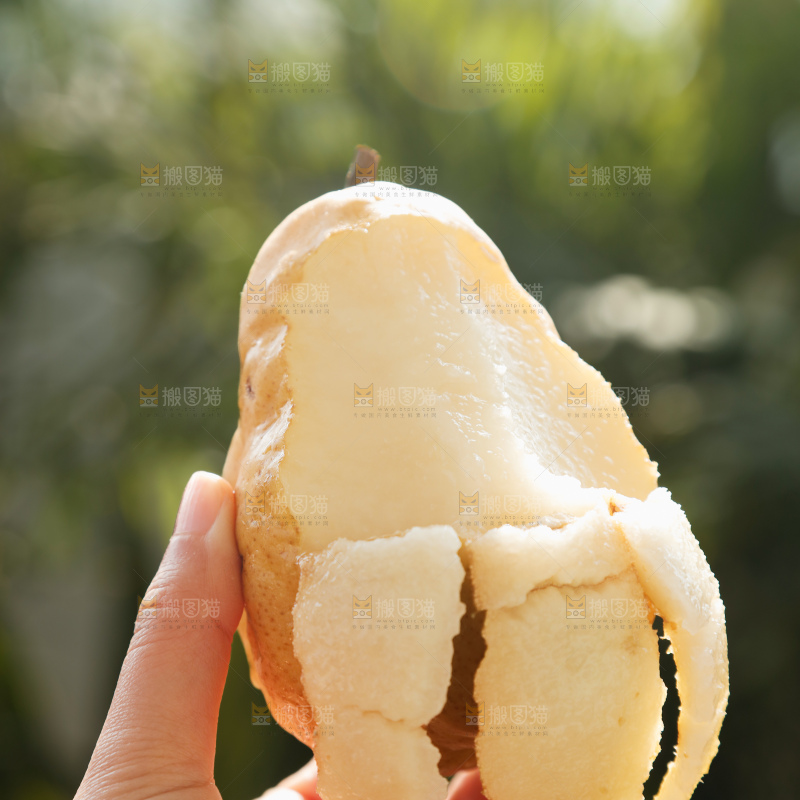 手里拿的丑梨