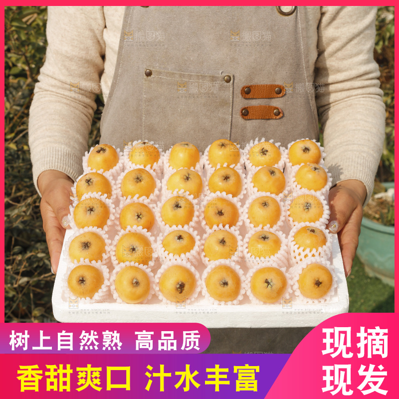 枇杷