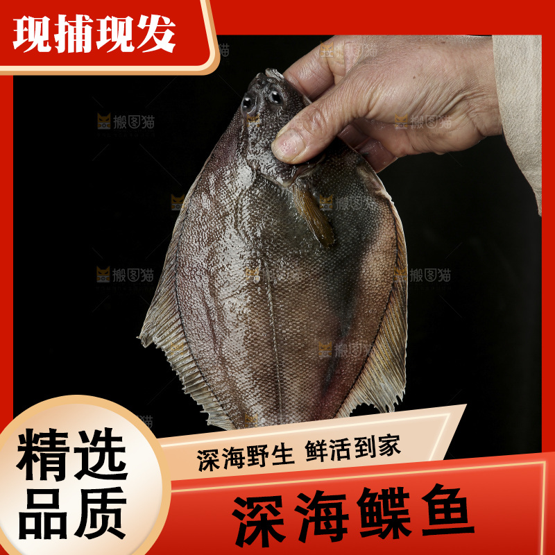 鲽鱼