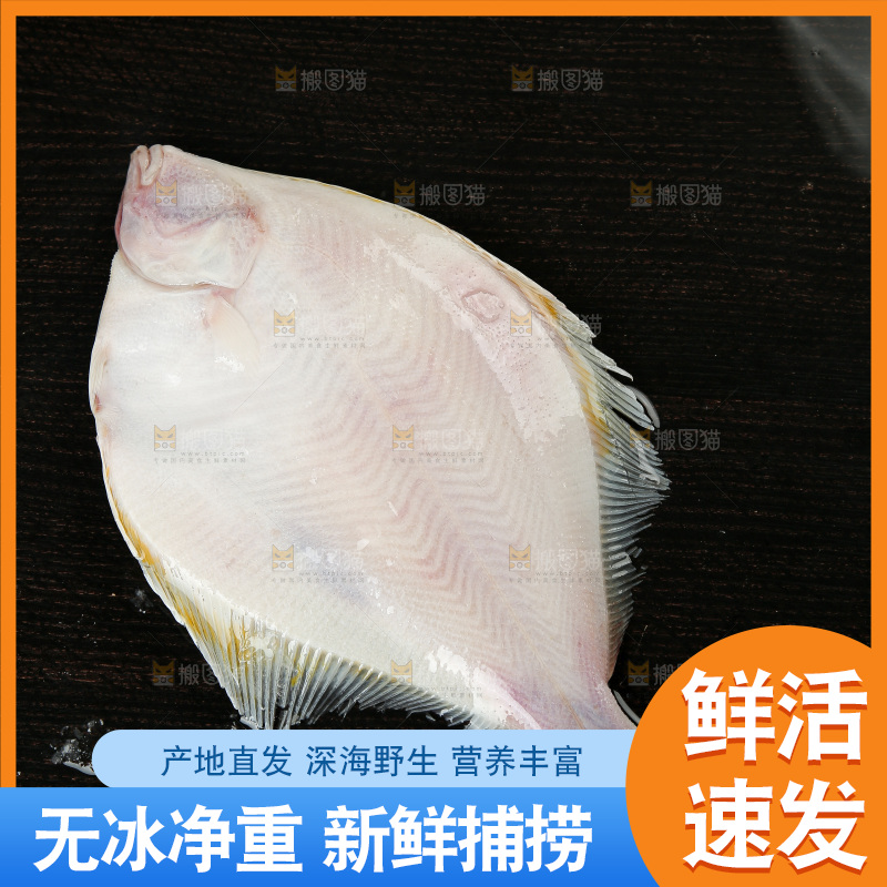 鲽鱼