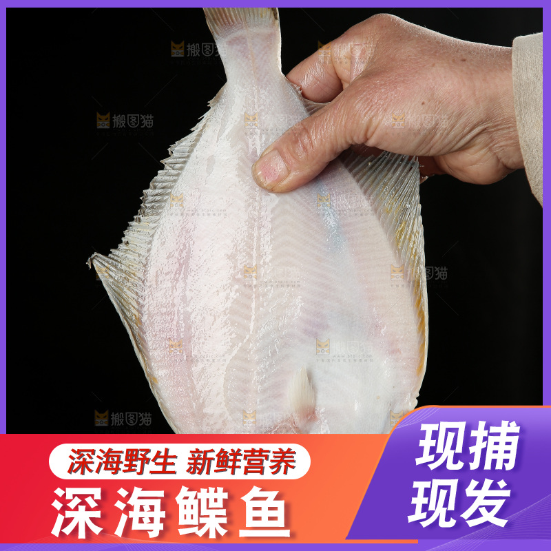 鲽鱼