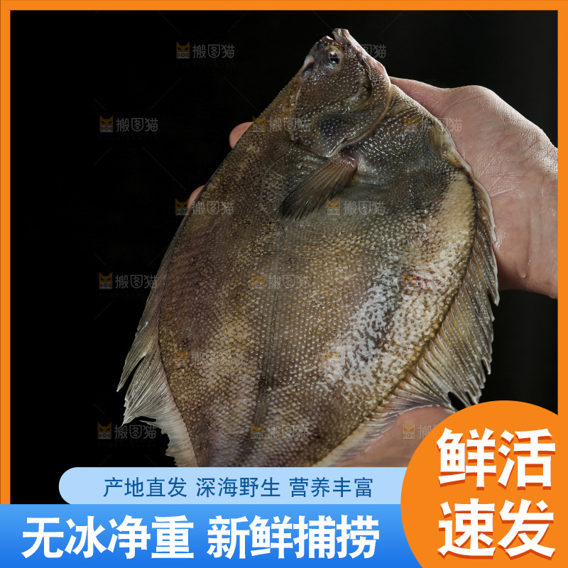 鲽鱼