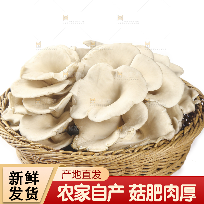 平菇