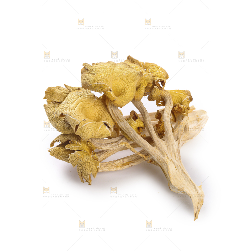 黄金菇