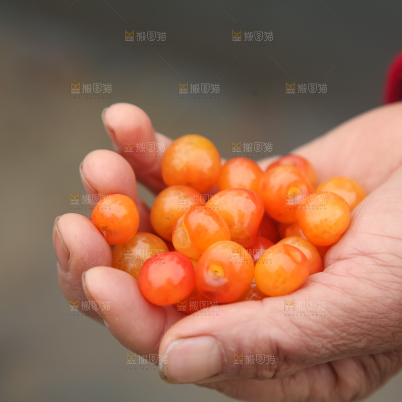 樱桃树