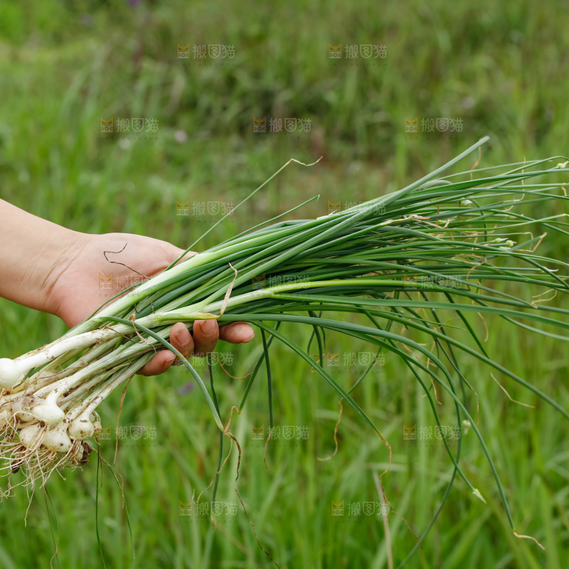 野葱