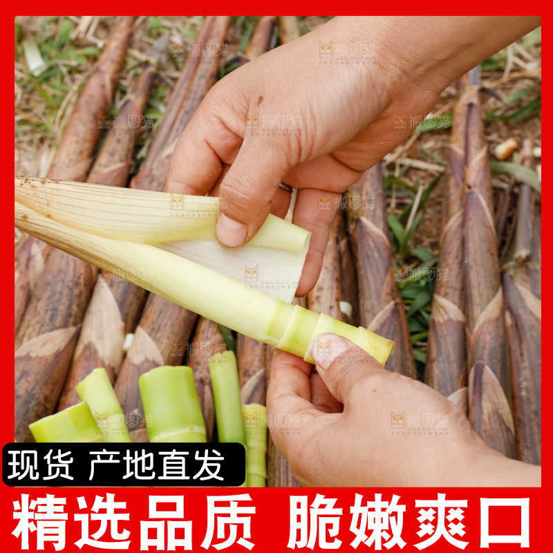 地上的新鲜春笋