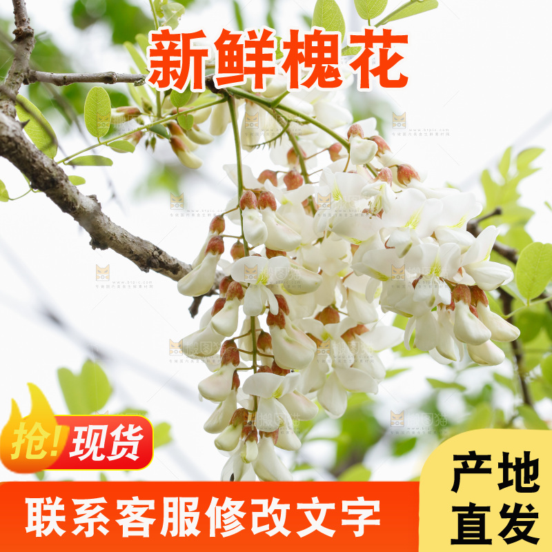 槐花