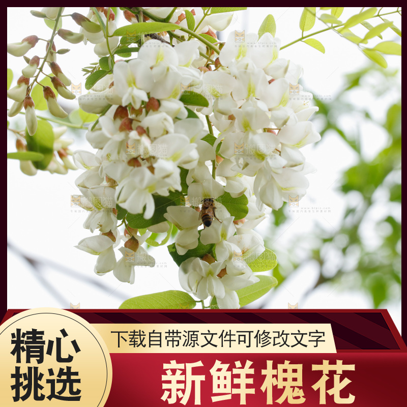 槐花