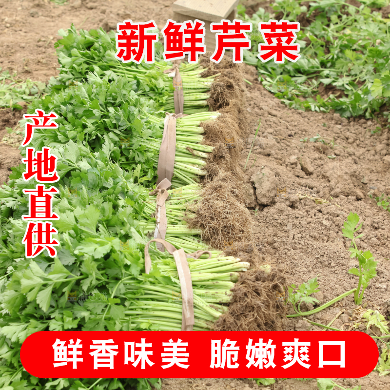 芹菜