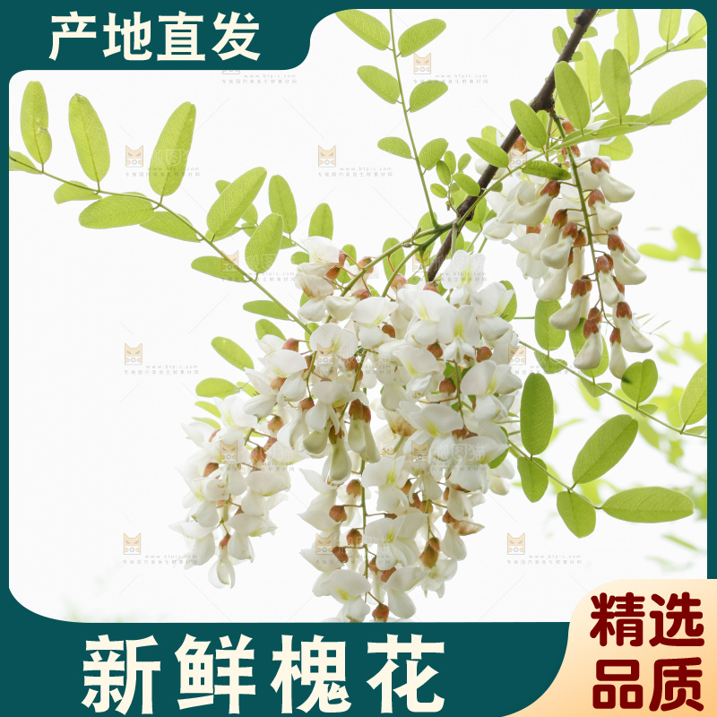 槐花