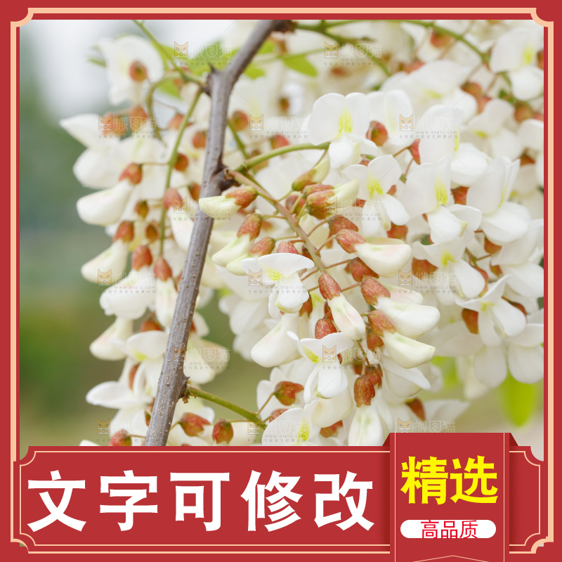槐花