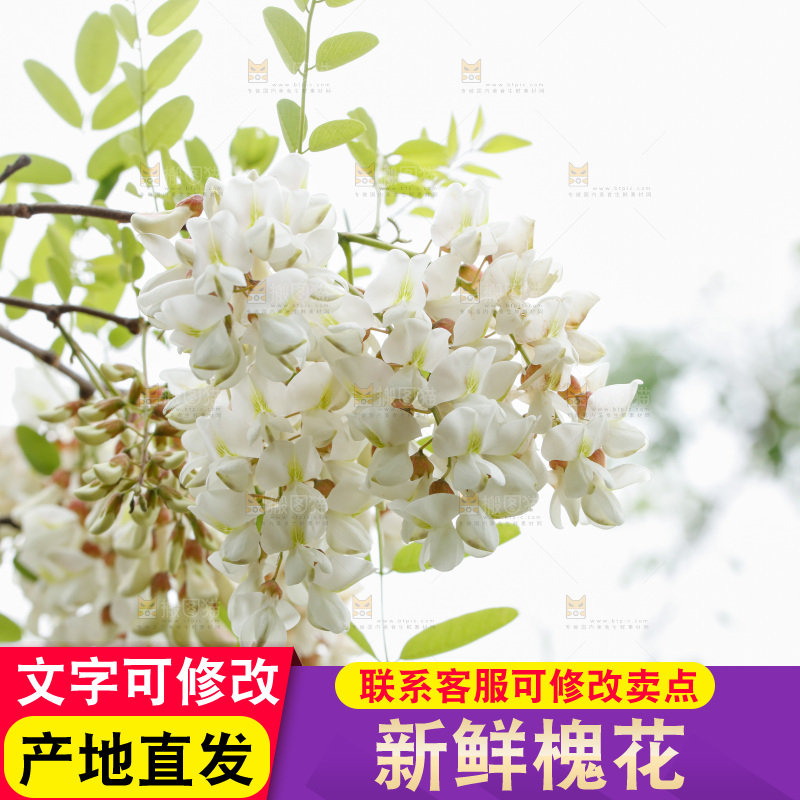 槐花