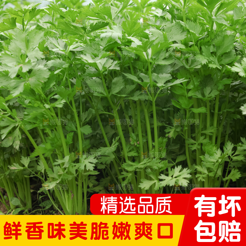 芹菜