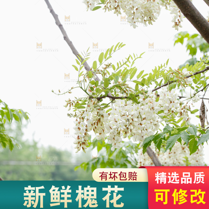 槐花