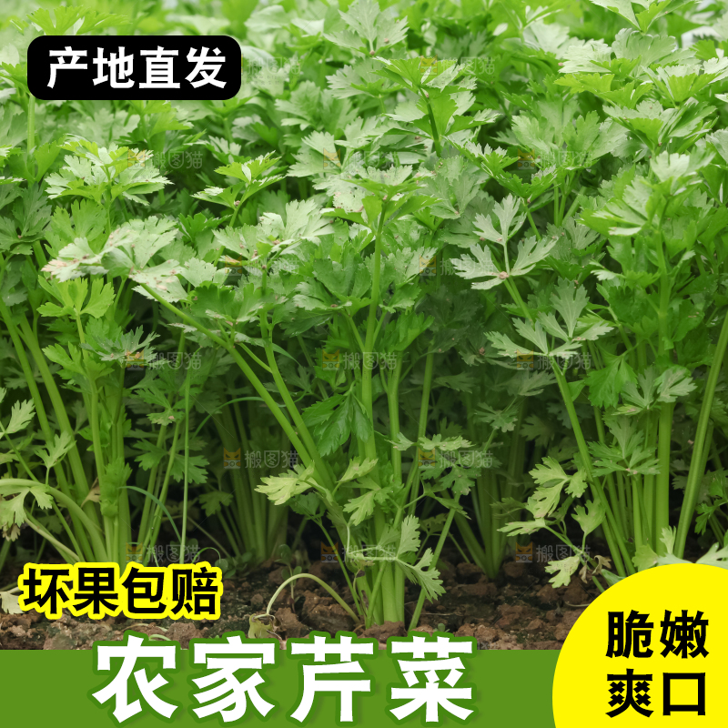 芹菜