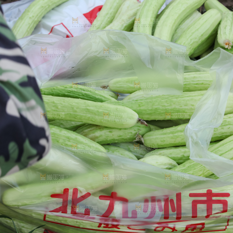白玉黄瓜