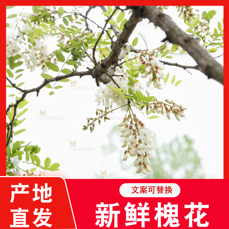 槐花