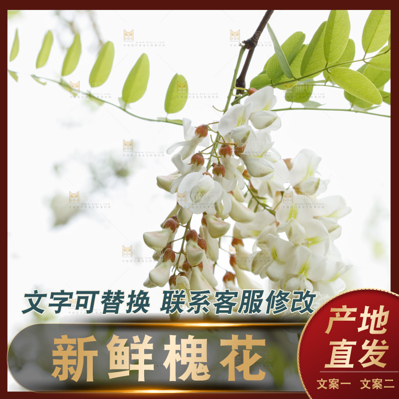 槐花