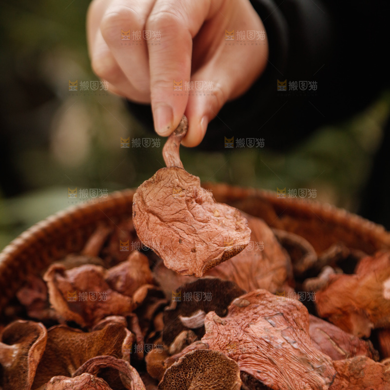 牛肝菌