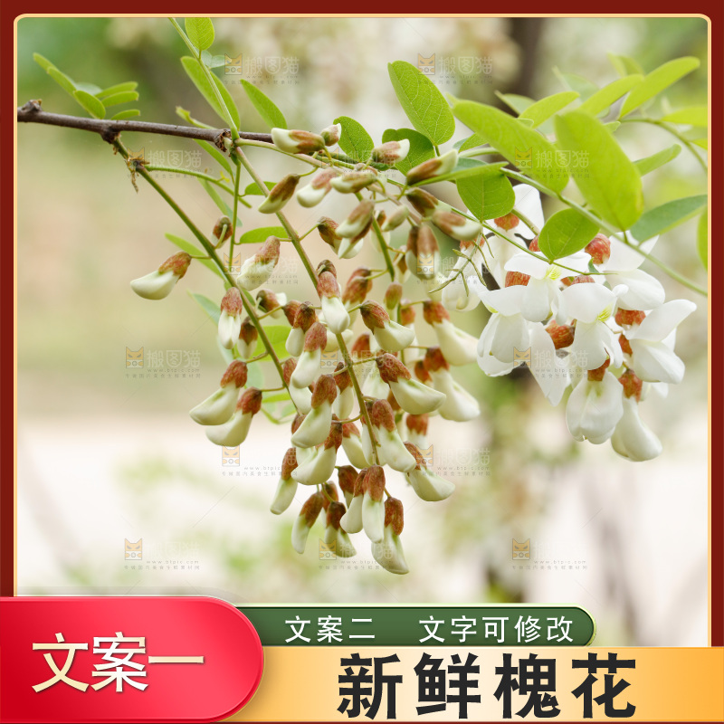 树上的新鲜槐花