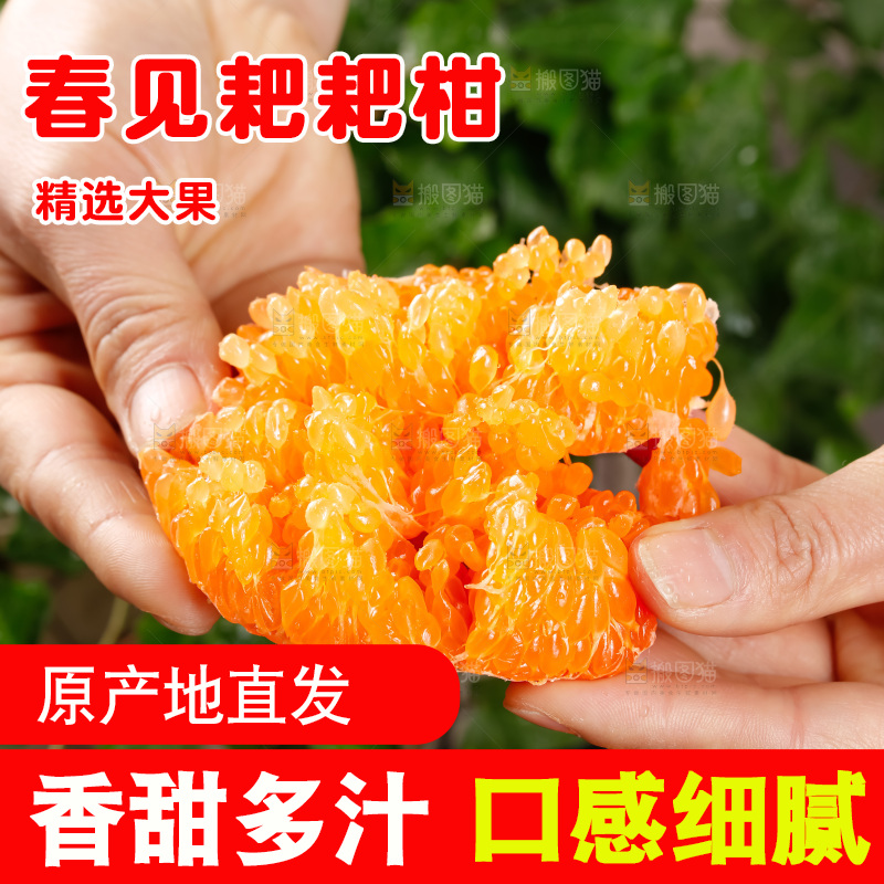 春见耙耙柑
