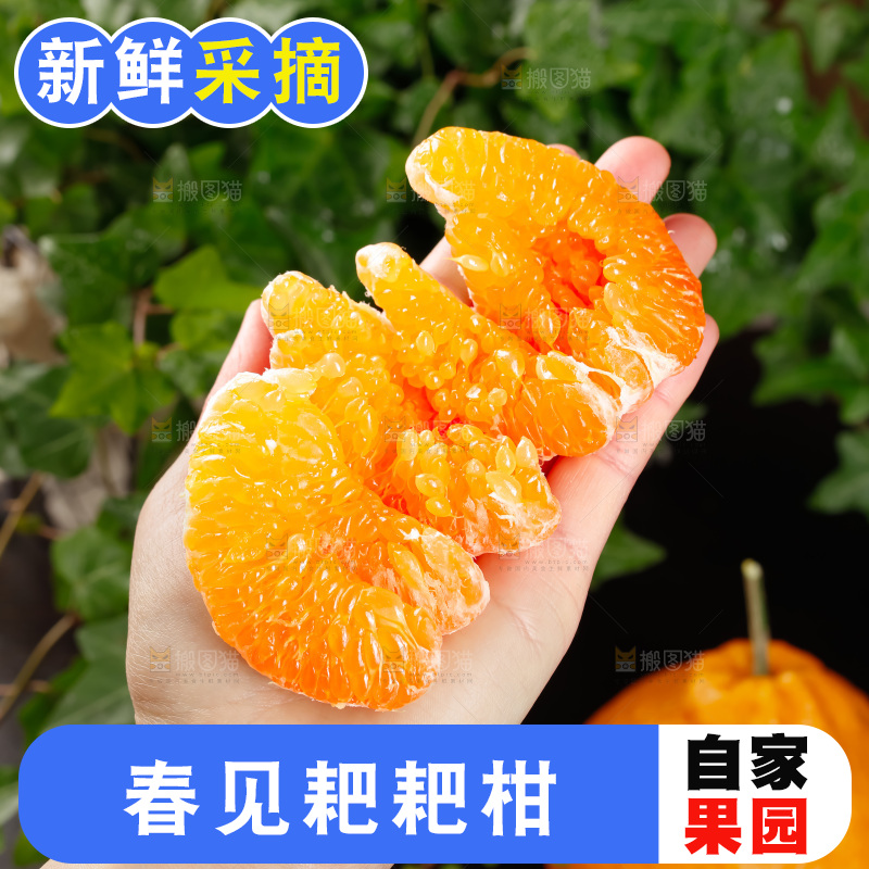 春见耙耙柑