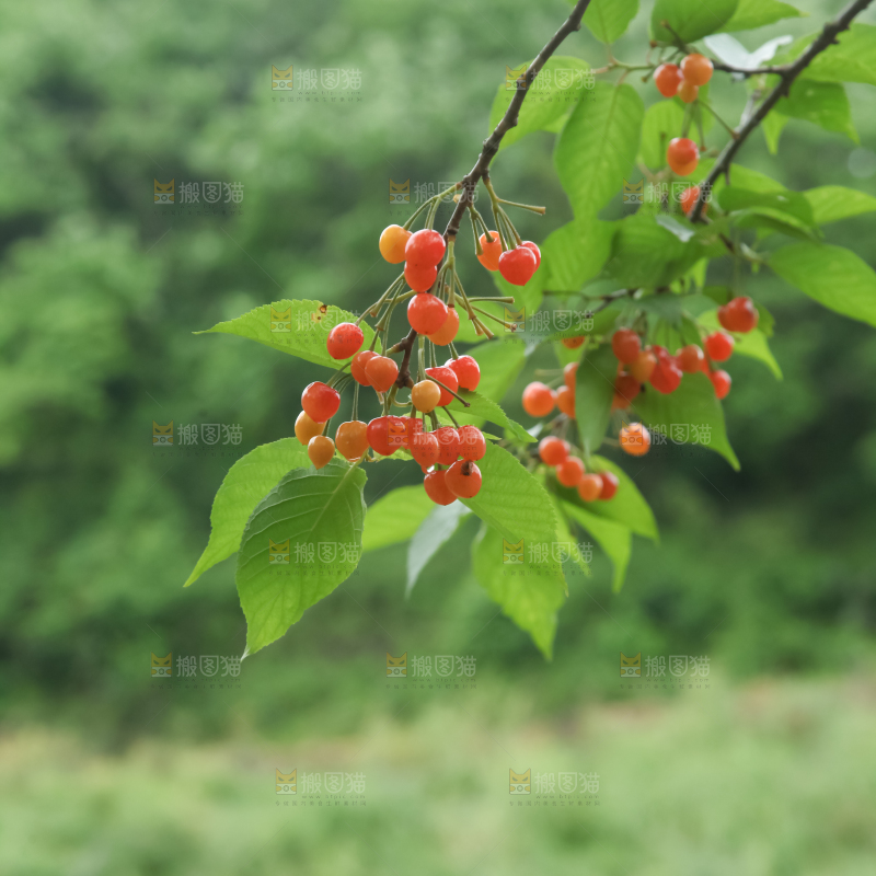 樱桃树
