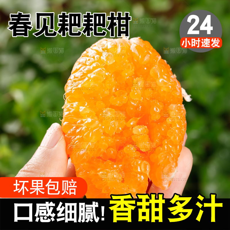 春见耙耙柑