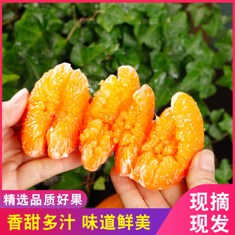 春见耙耙柑