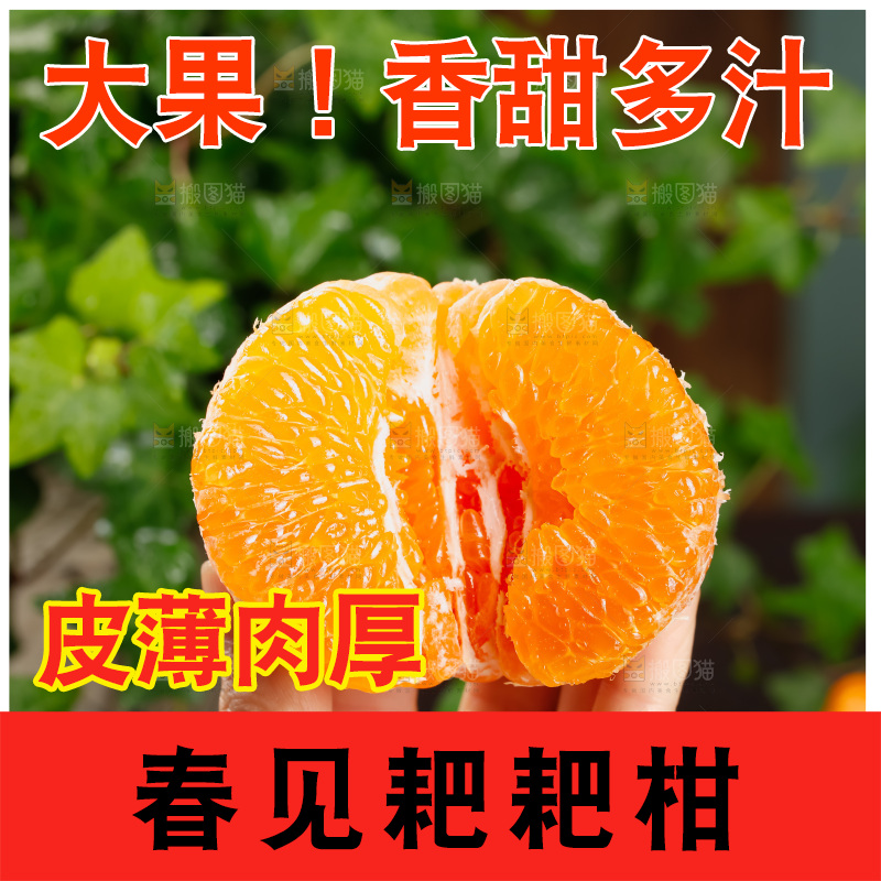 春见耙耙柑
