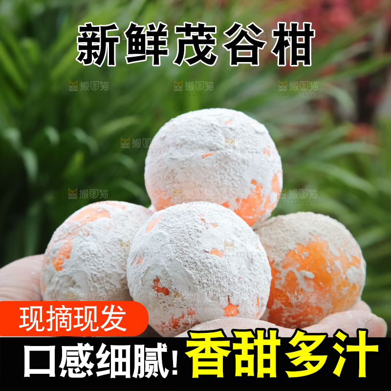 茂谷柑