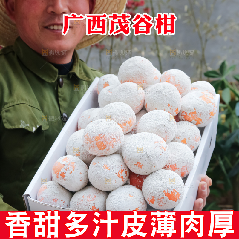 茂谷柑