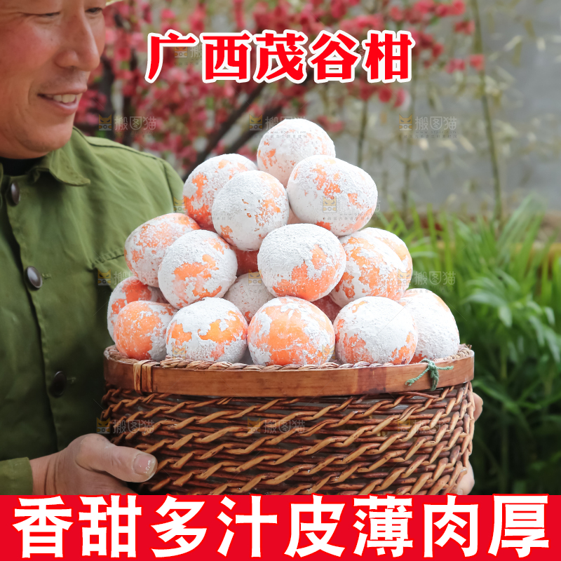 茂谷柑