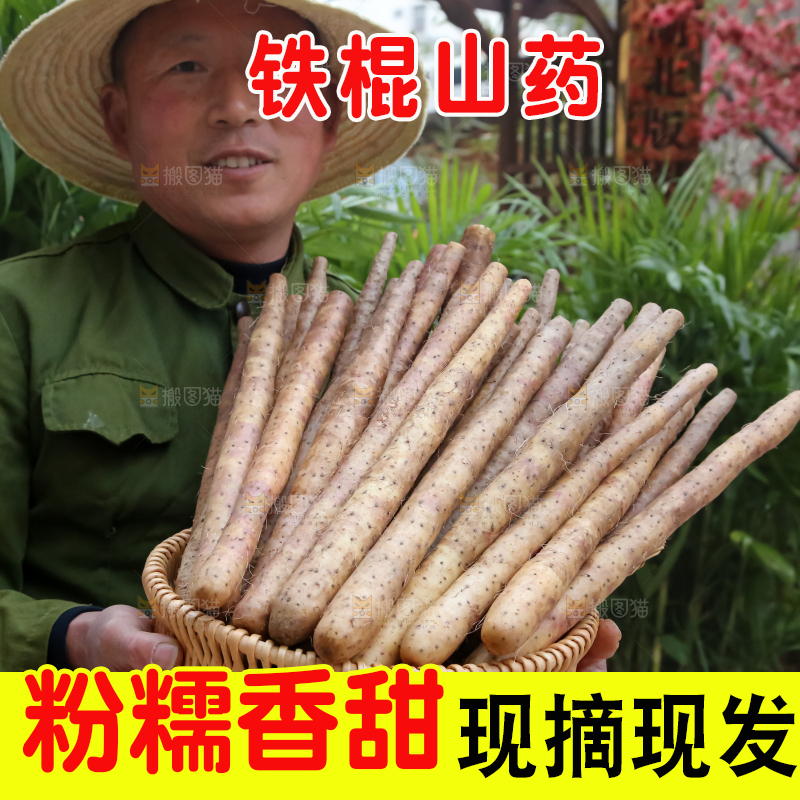 铁棍山药