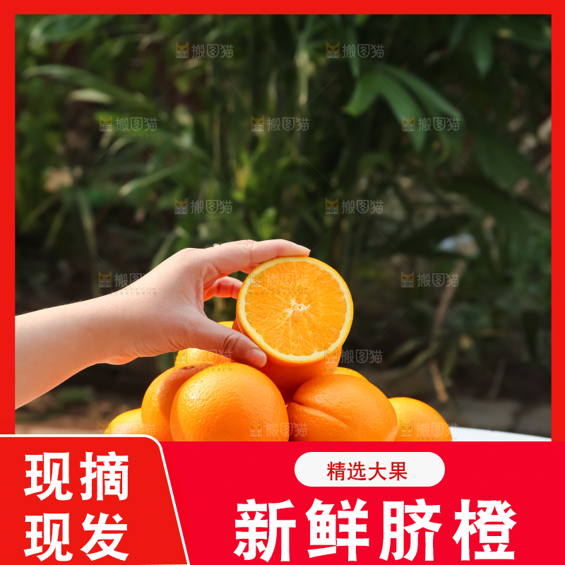 脐橙