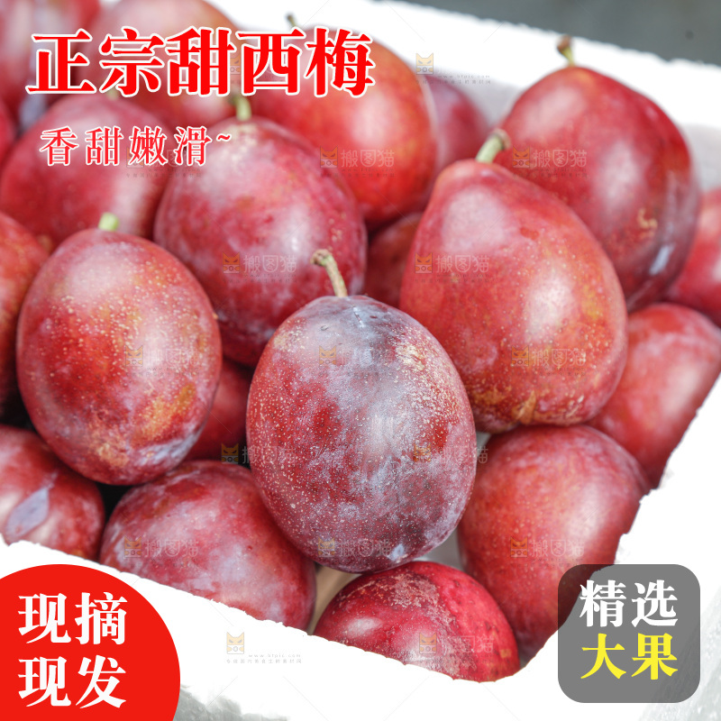 西梅