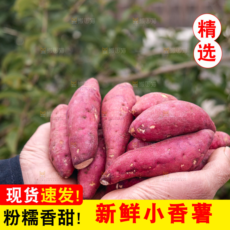 小香薯