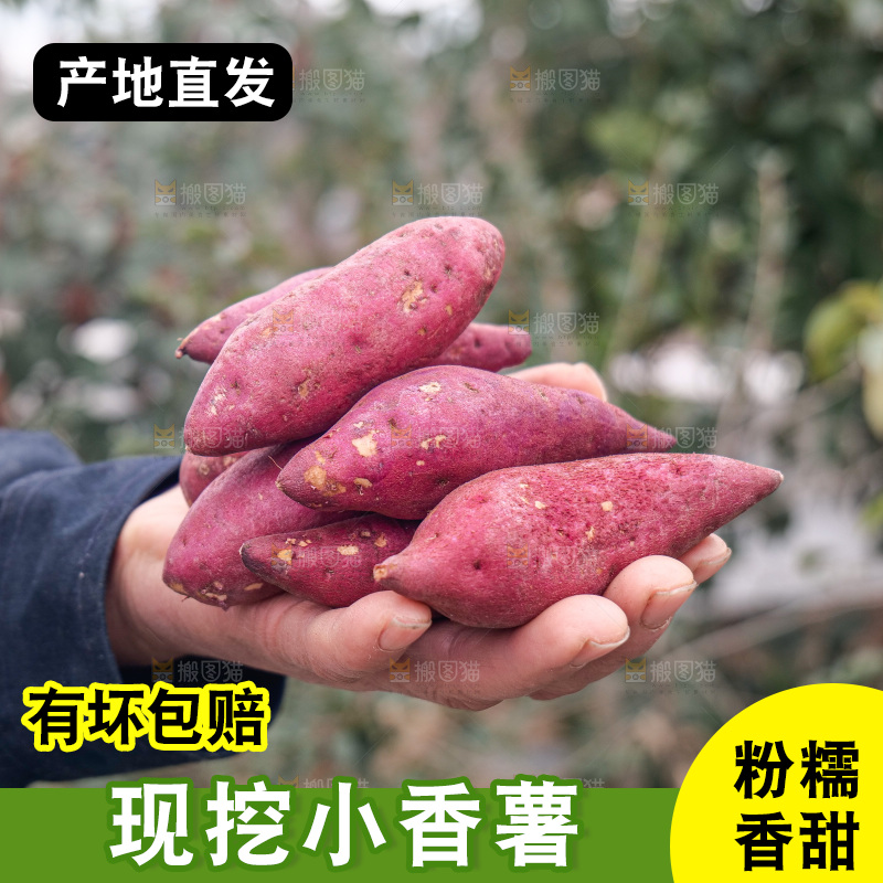 小香薯