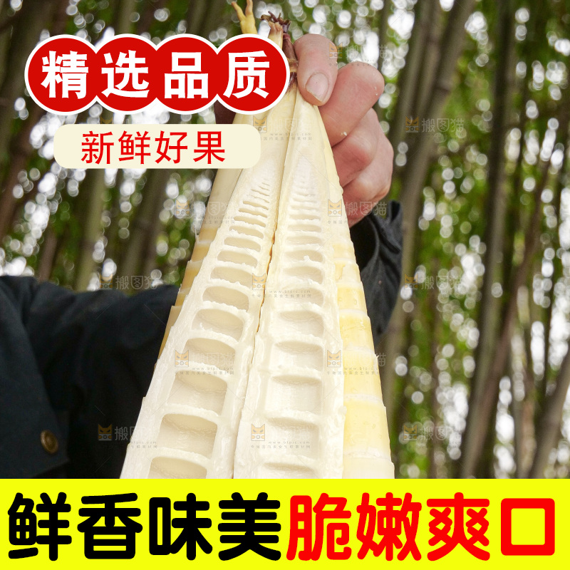 春笋