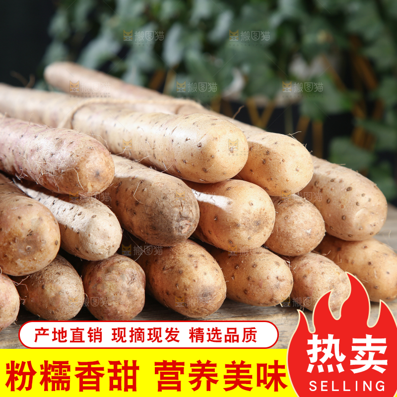 铁棍山药