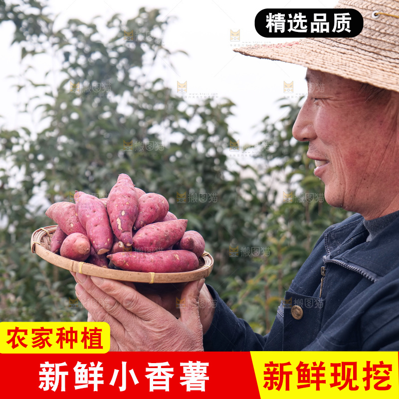 小香薯
