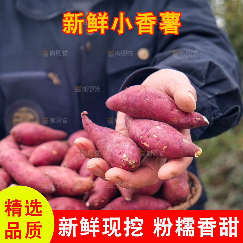 小香薯