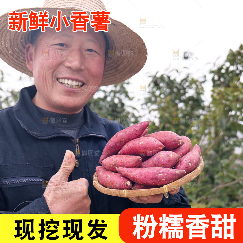 小香薯