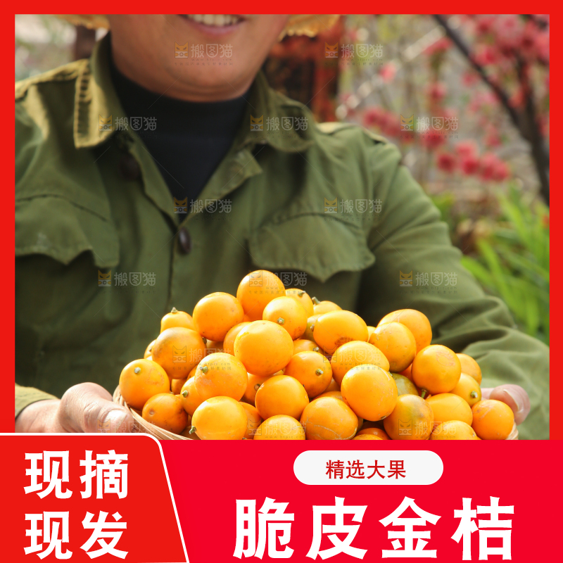 脆皮金桔