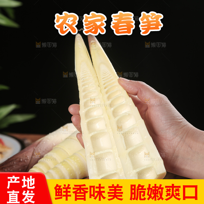 春笋