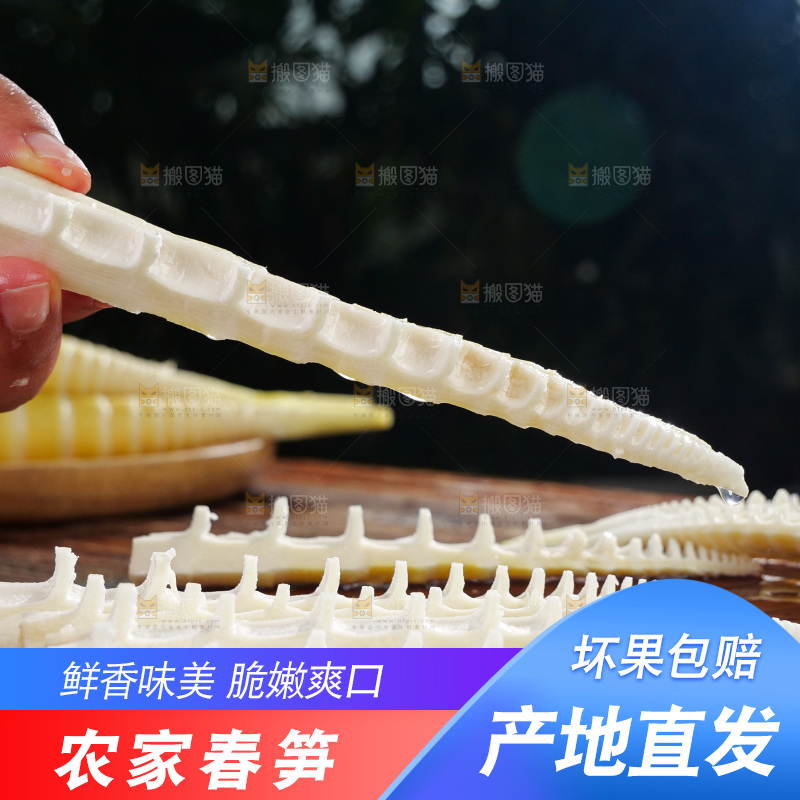 春笋